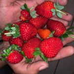 Aquaponics Output of Strawberry