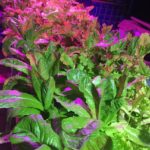 Aquaponics Output of lettuce2