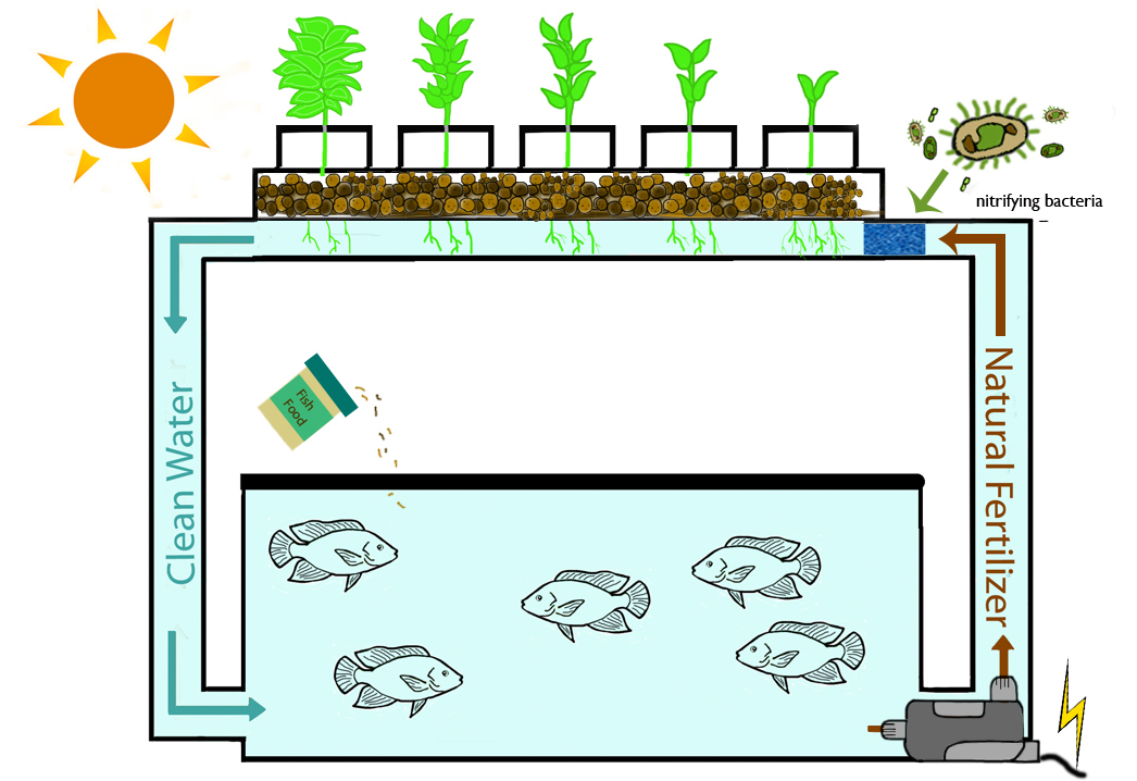 Aquaponics Cycle for producing Crops & Fishorganic Vegetables and Fish