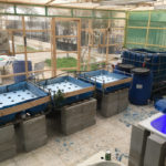 Building Smart Green House of Aquaponic system, Compost unit and azolla