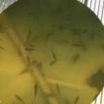 The fish in an aquaponics system