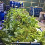 Using Aquaponics system for growing both of lettuce and fish