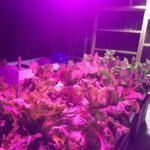 Aquaponics Output of lettuce.