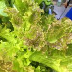 Aquaponics output of Lettuce