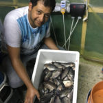 Smart green house: Aquaponics unit output of Oreochromis variabilis fish