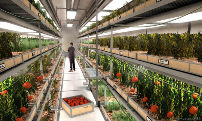 Hydroponics:The future of farming on Earth and Mars
